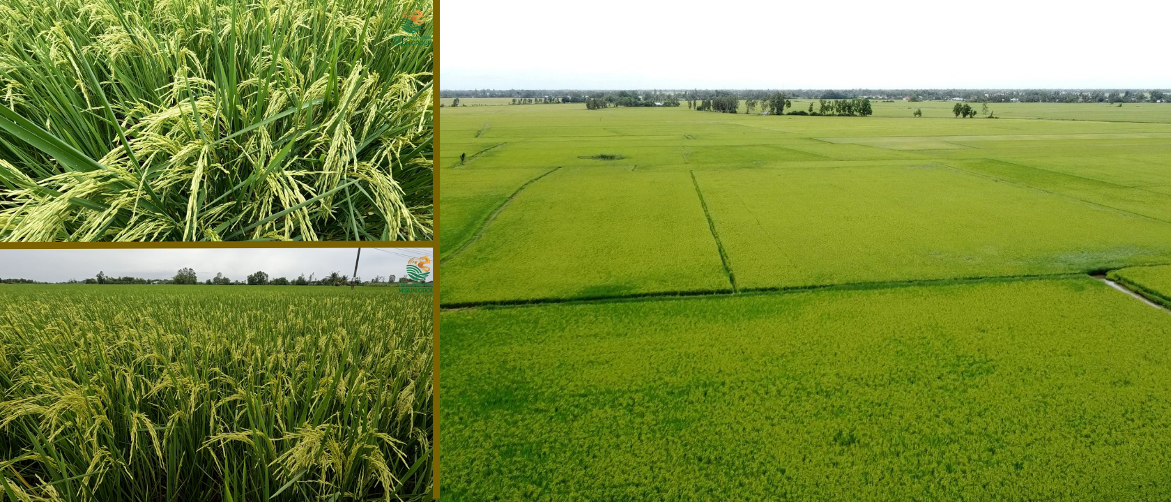 ST25 Rice Field — Cà Mau